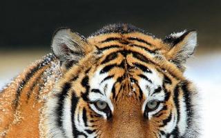 Совместимость петуха и тигр в отношениях